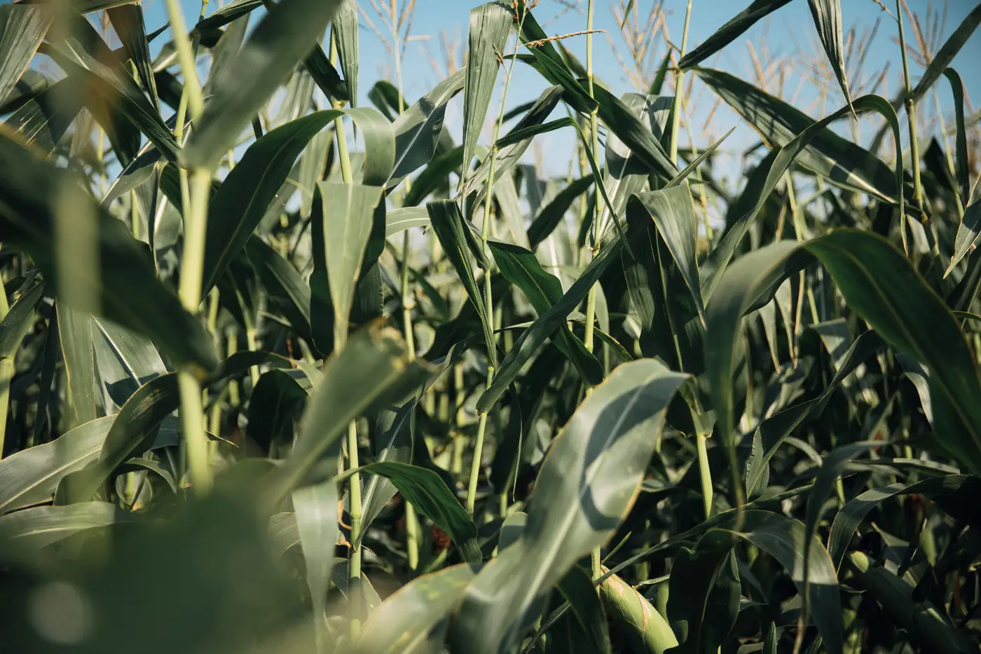 Close-up view at ground level looking up through tall corn plants under a clear sky.