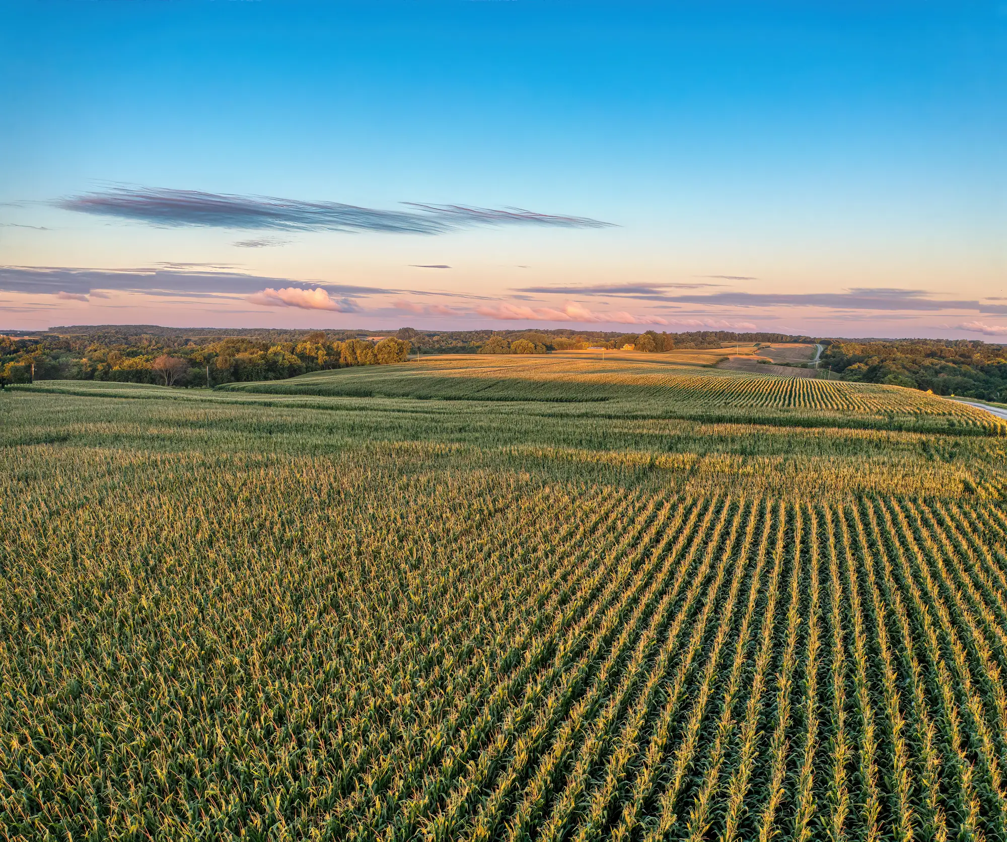 Rolling corn ground at sunrise, rows running up and over the rises